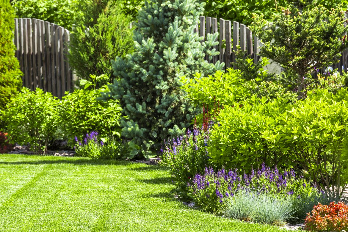 ¿Cómo elegir el árbol indicado para tu jardín? | Blog de timbrit